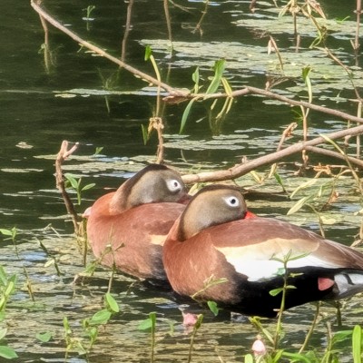 David Oliver post 2