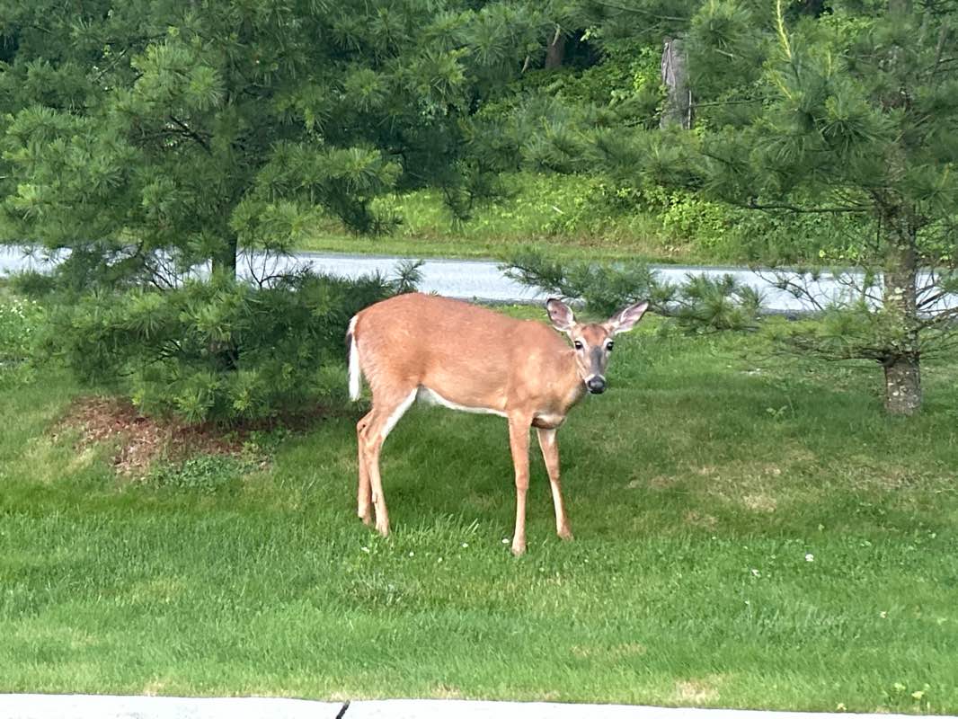 walking near me in Veteran's Memorial Park in summer