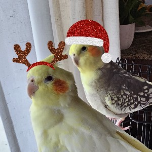 Shellsea Ramos profile