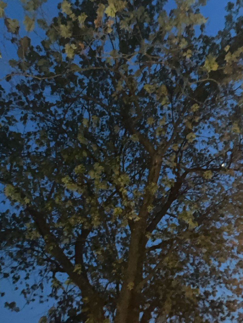 walking near me in Memorial Park in summer