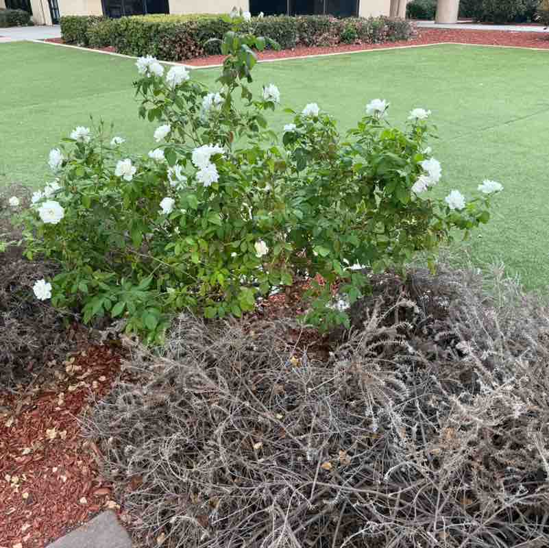 Folks & Kin tarah_elizabeth93 post image