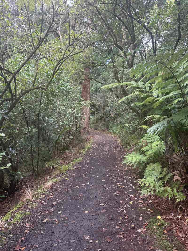walking near me in Auckland Domain in autumn