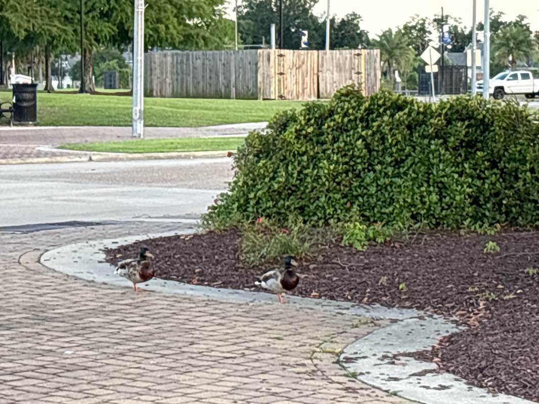 walking near me in Bord du lac Park in summer