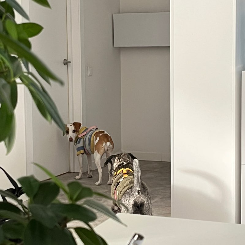 Walking Club бєгун-злоєбун post image