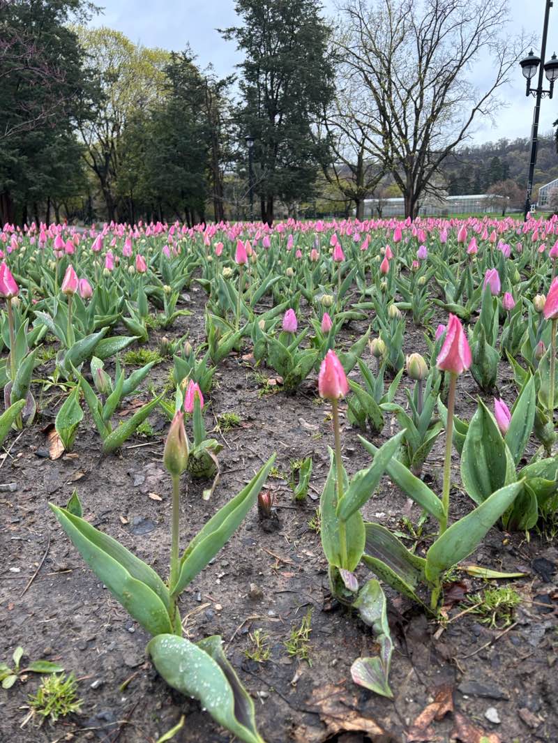 walking near me in Gage Park in spring