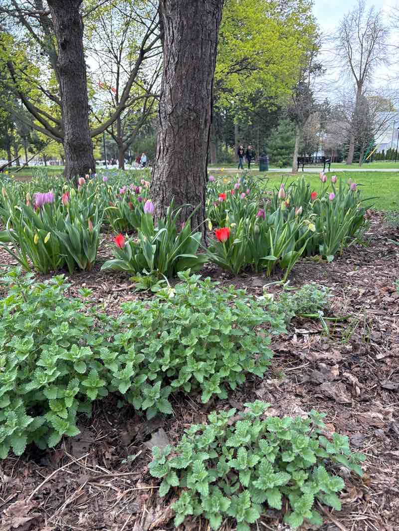 walking near me in Gage Park in spring