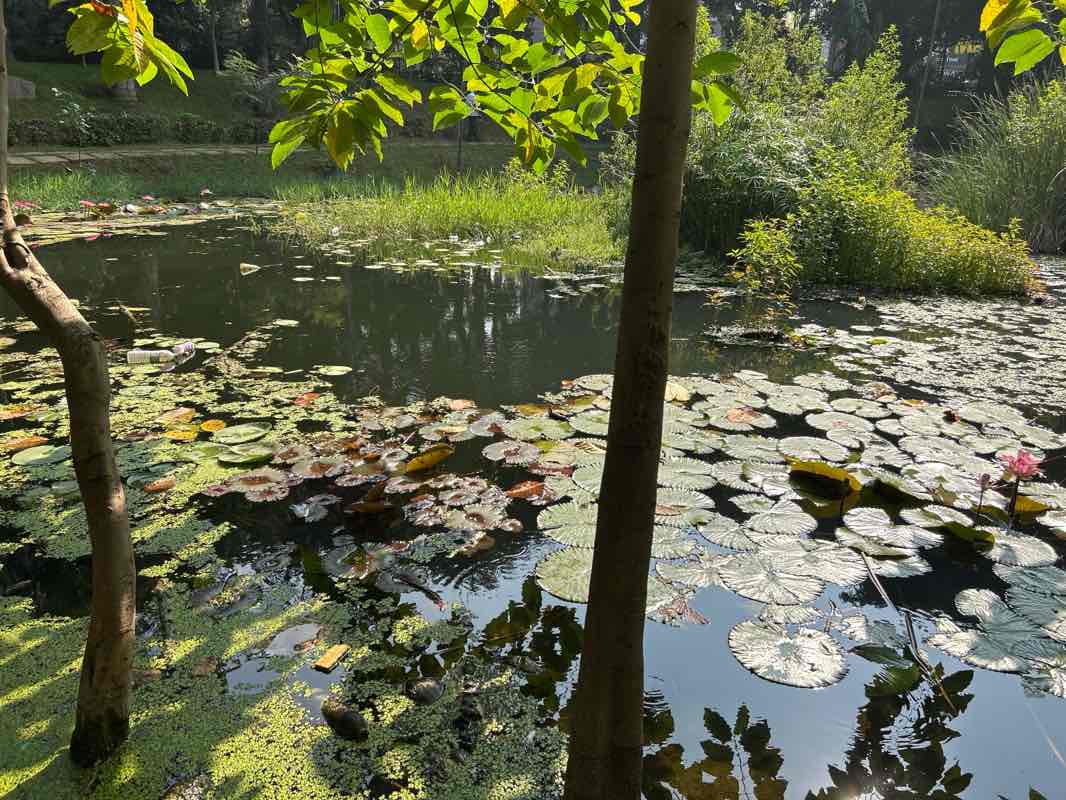 walking near me in Jalagam Vengal Rao Park in winter