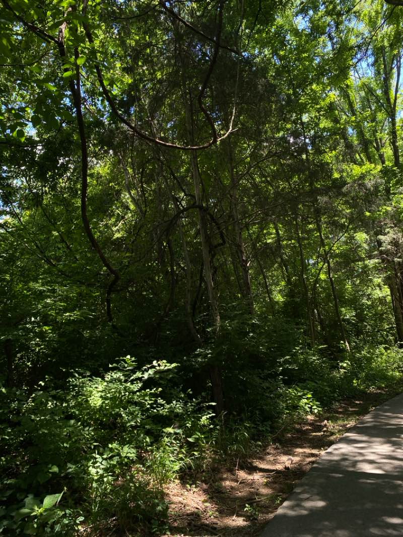 walking near me in Lee Victory Recreation Park in summer