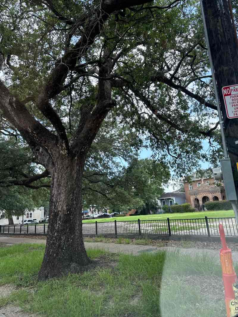 walking near me in Lawrence Square in summer