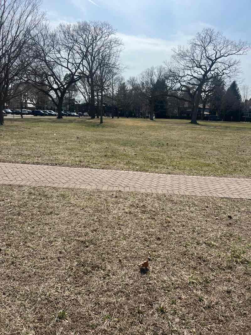walking near me in Elder Lane Park in spring