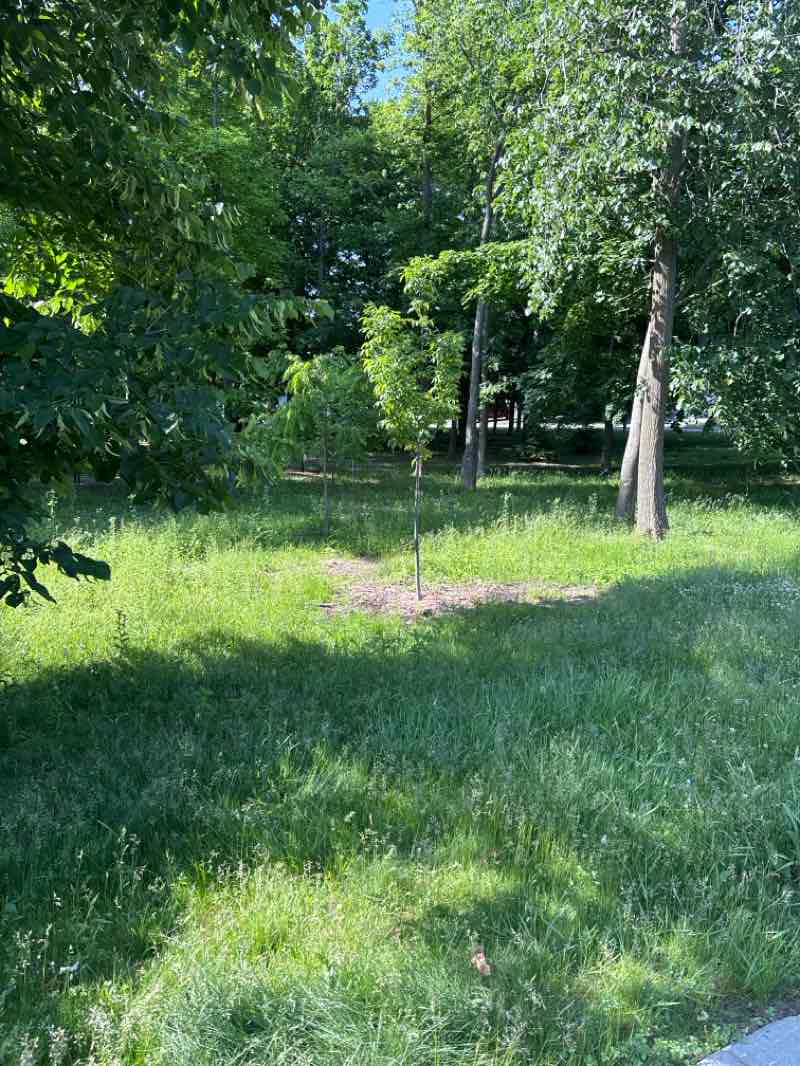 walking near me in Parc Gibson in summer