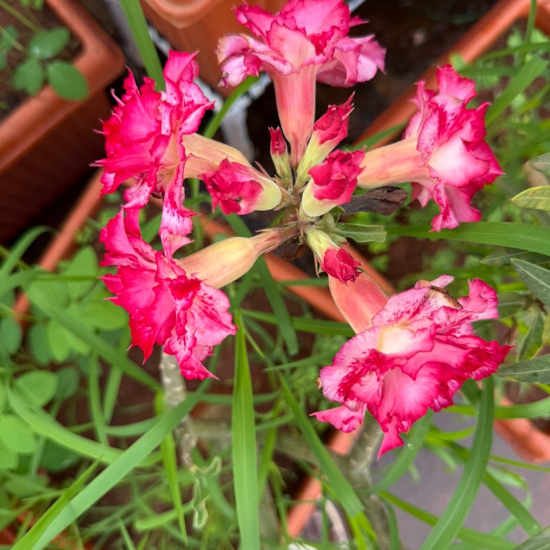 Dr sivakumar MS ( ophthalmologist)