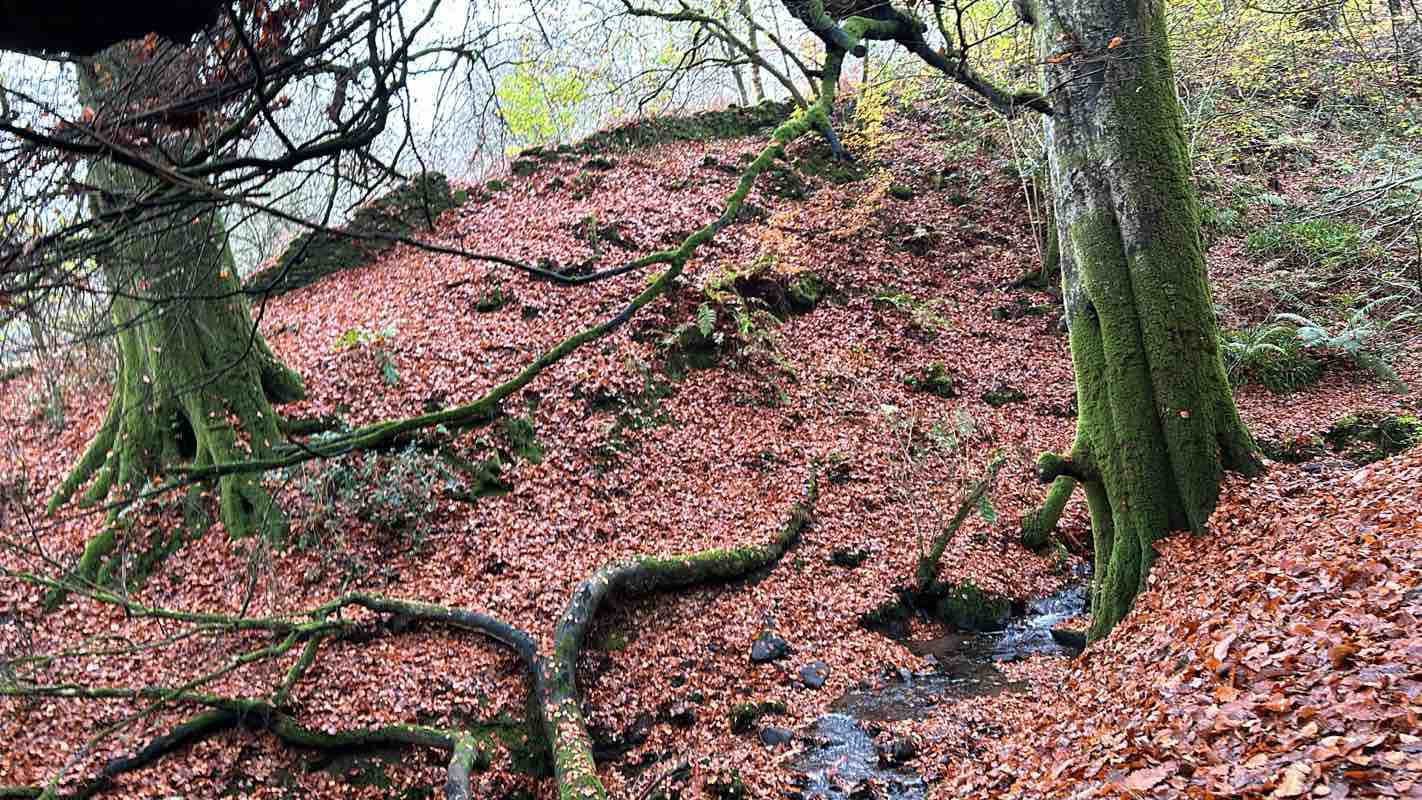 walking near me in Christie Park in autumn