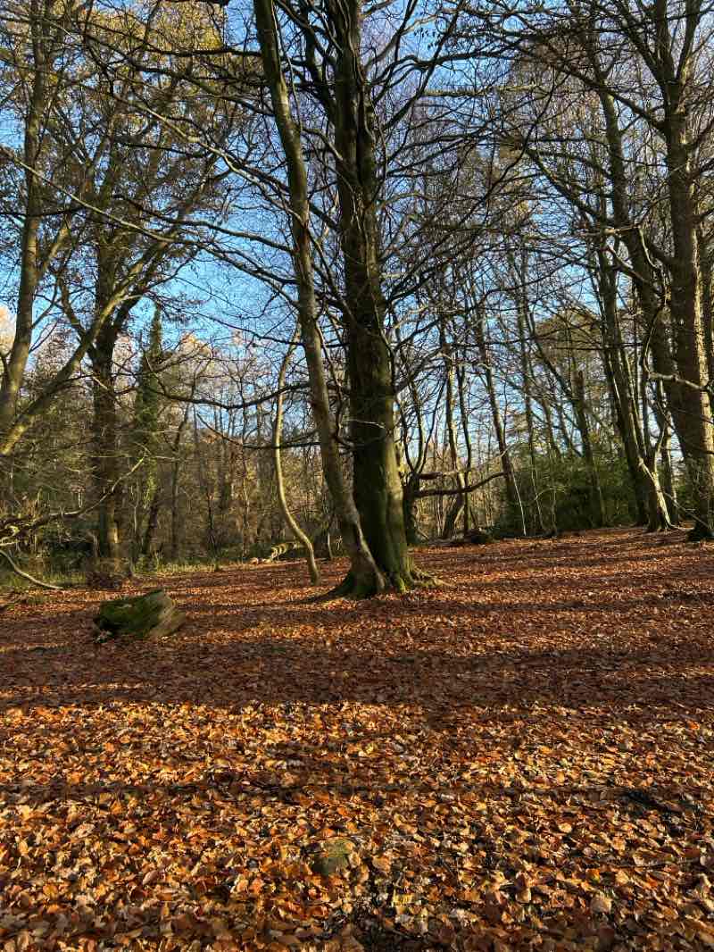 walking near me in Argyle Park in autumn