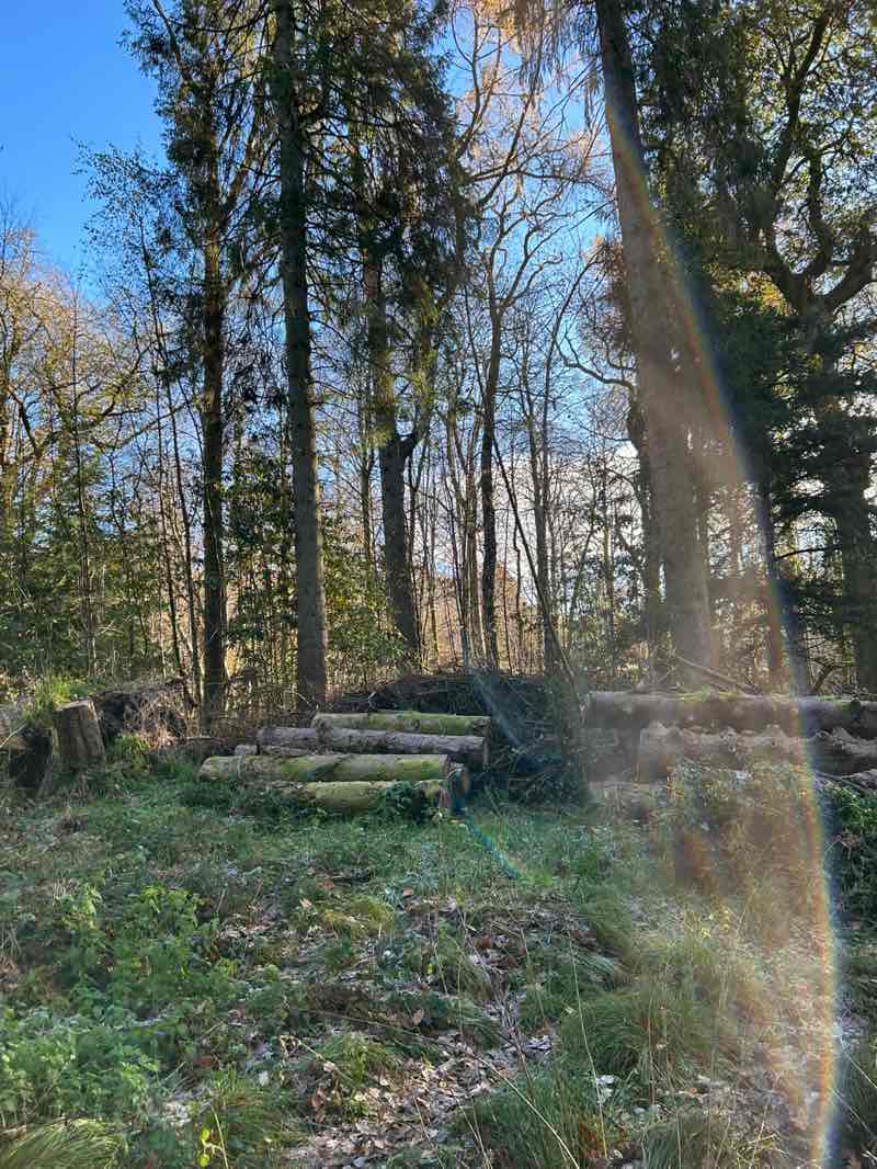 walking near me in Balloch Castle Country Park in autumn