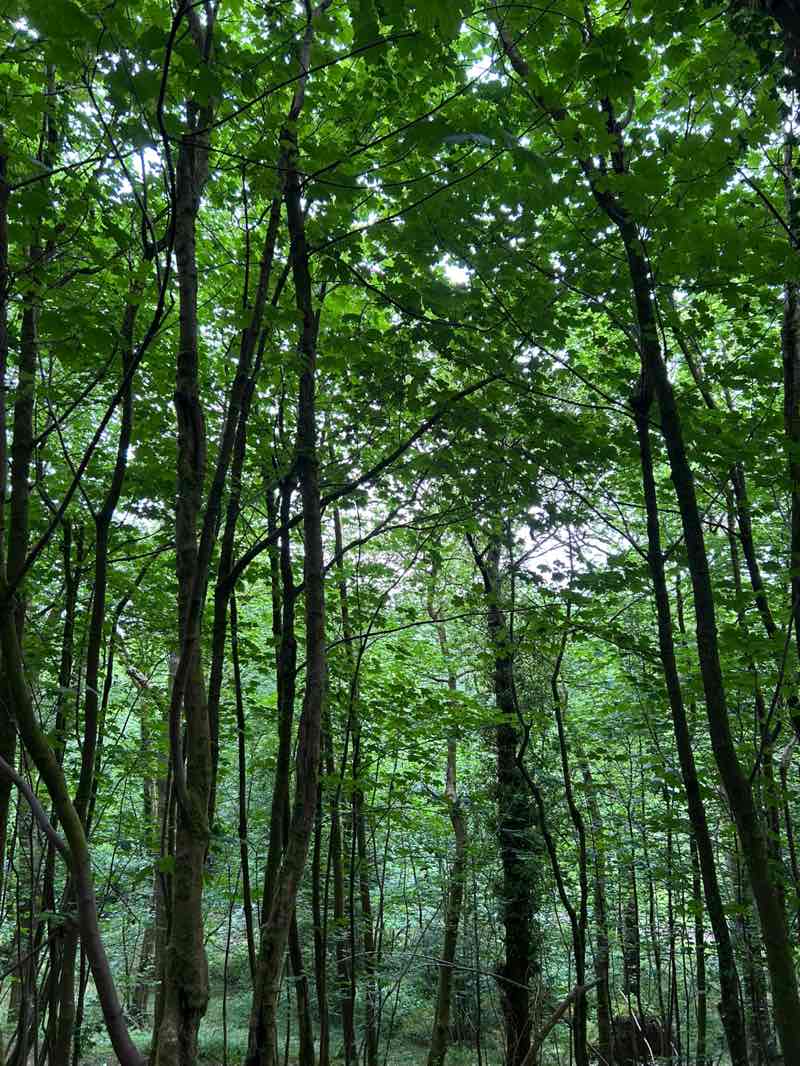 walking near me in Christie Park in summer