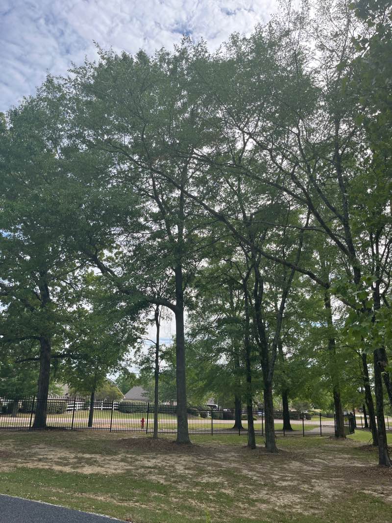 walking near me in Flowood Nature Trail in spring