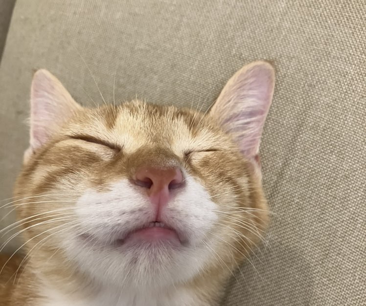 ダニ　めいせい