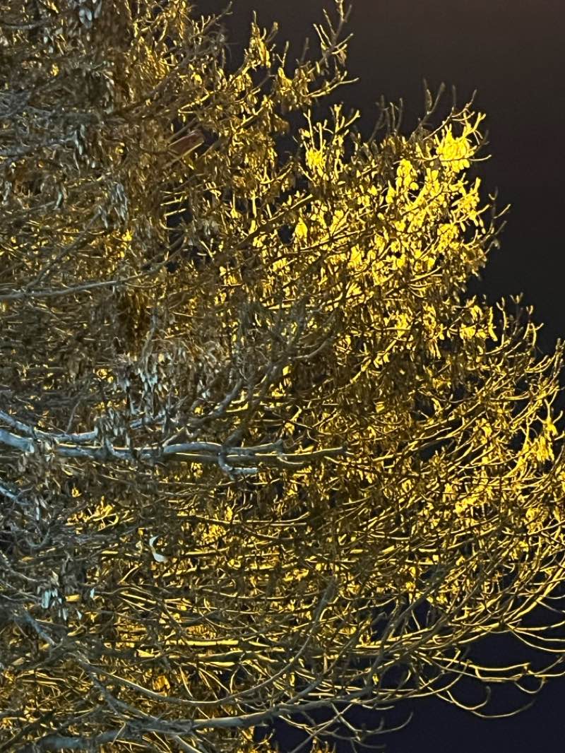 walking near me in Laleh Park in winter