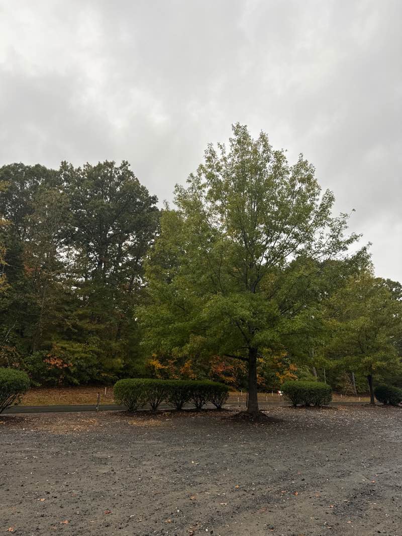 walking near me in Ballantyne Community Park in autumn