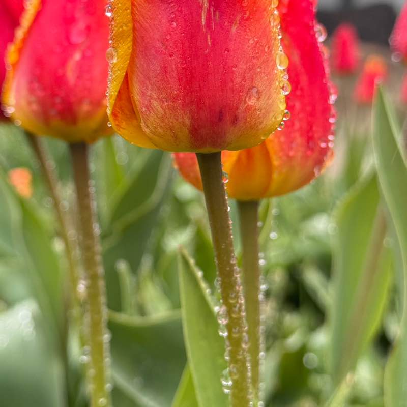 Los Caminantes Anna  🐯 post image