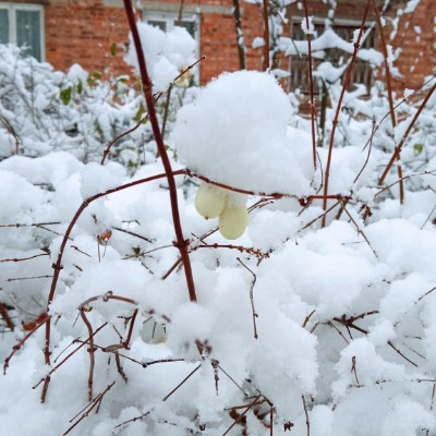 РН-Карт Анна А. post image