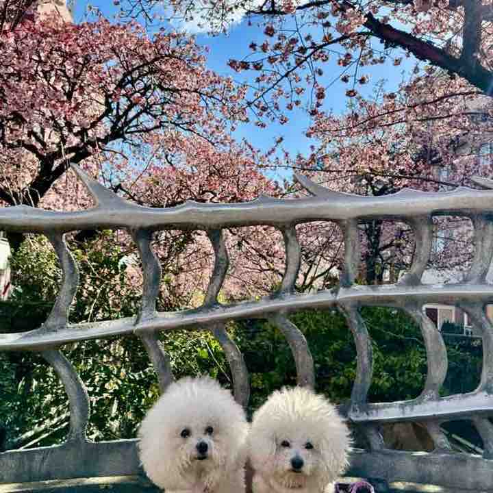 Health & Wellness25-26 Reina Hoshikawa(GTLS) post image