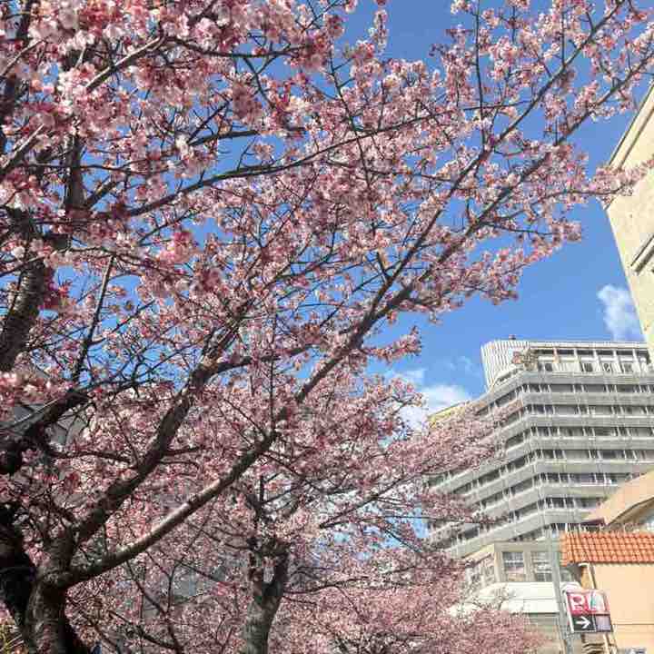 Health & Wellness25-26 Reina Hoshikawa(GTLS) post image