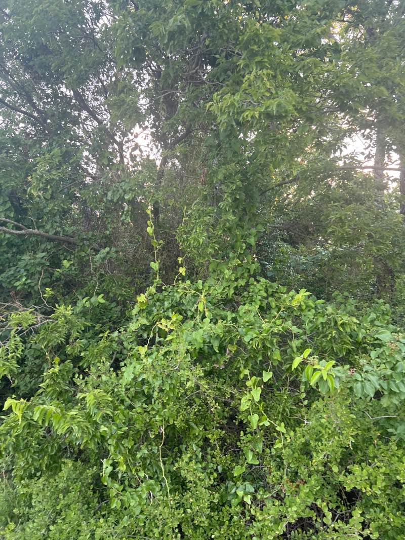 walking near me in Allen Station Park in spring