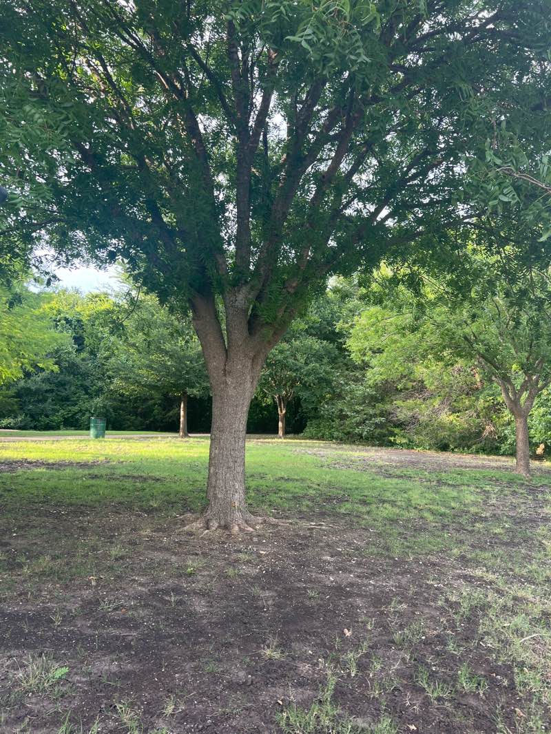 walking near me in Greenville Hights in summer