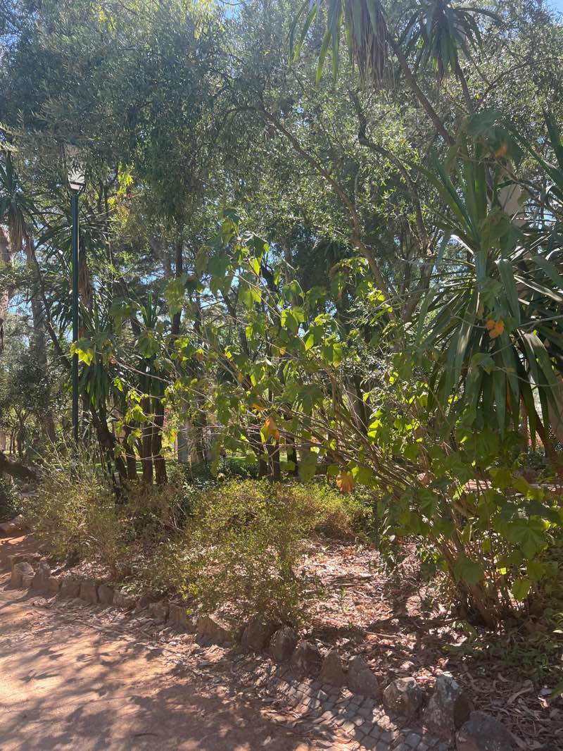 walking near me in Parque Marechal Carmona in autumn