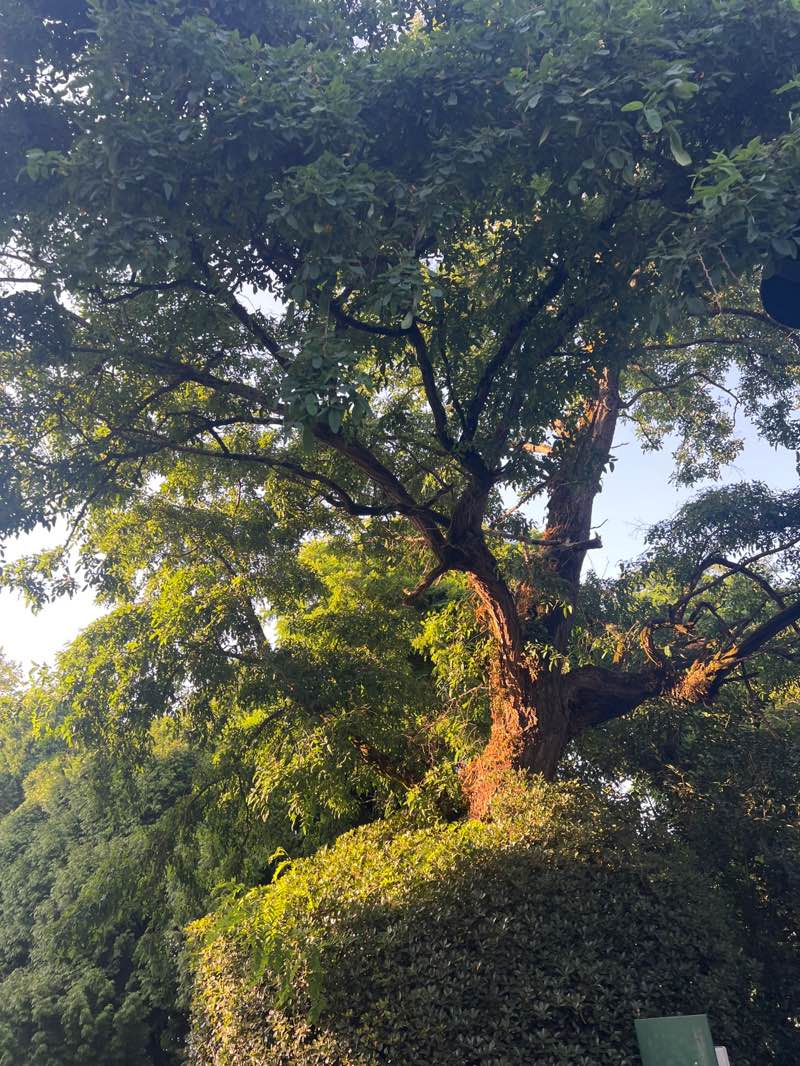 walking near me in Quinta da Boeira in summer