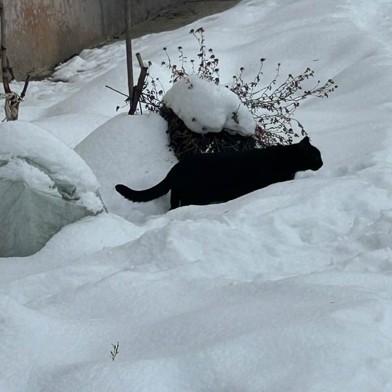 Kira64🐈‍⬛ post 3