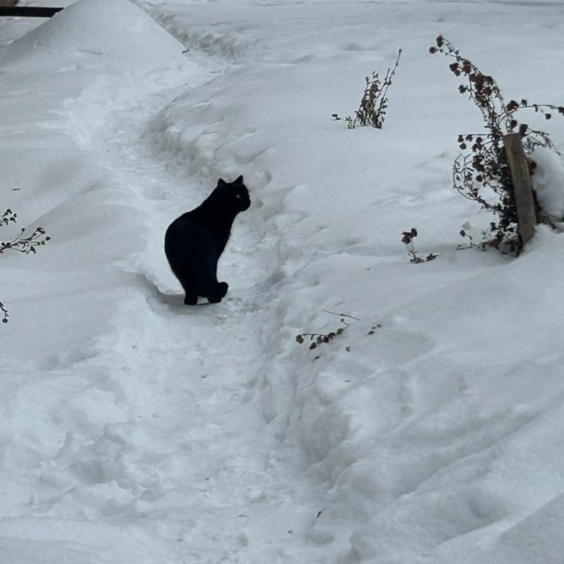 Kira64🐈‍⬛ post 1