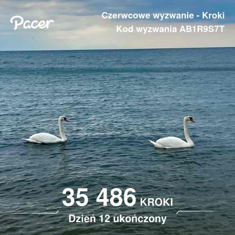 Niezapominajka post 2
