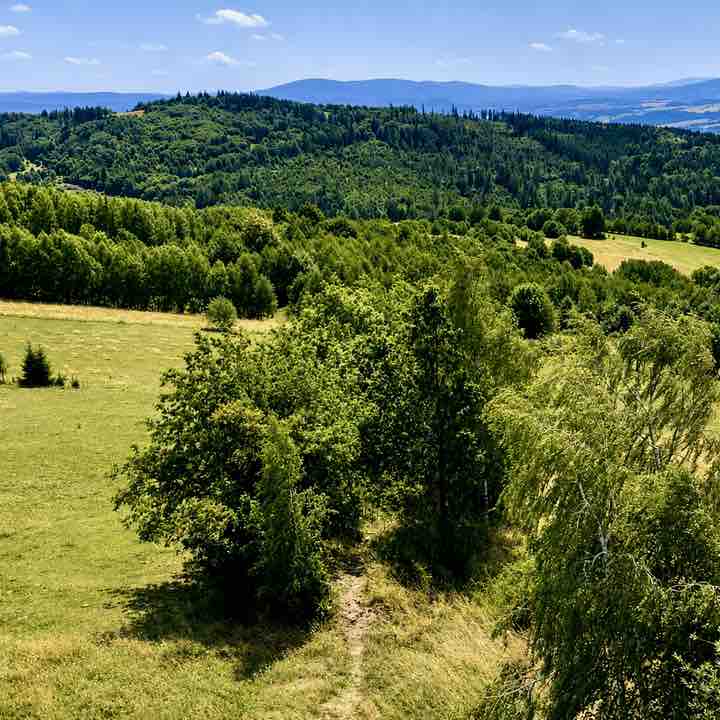 Niezapominajka post 3