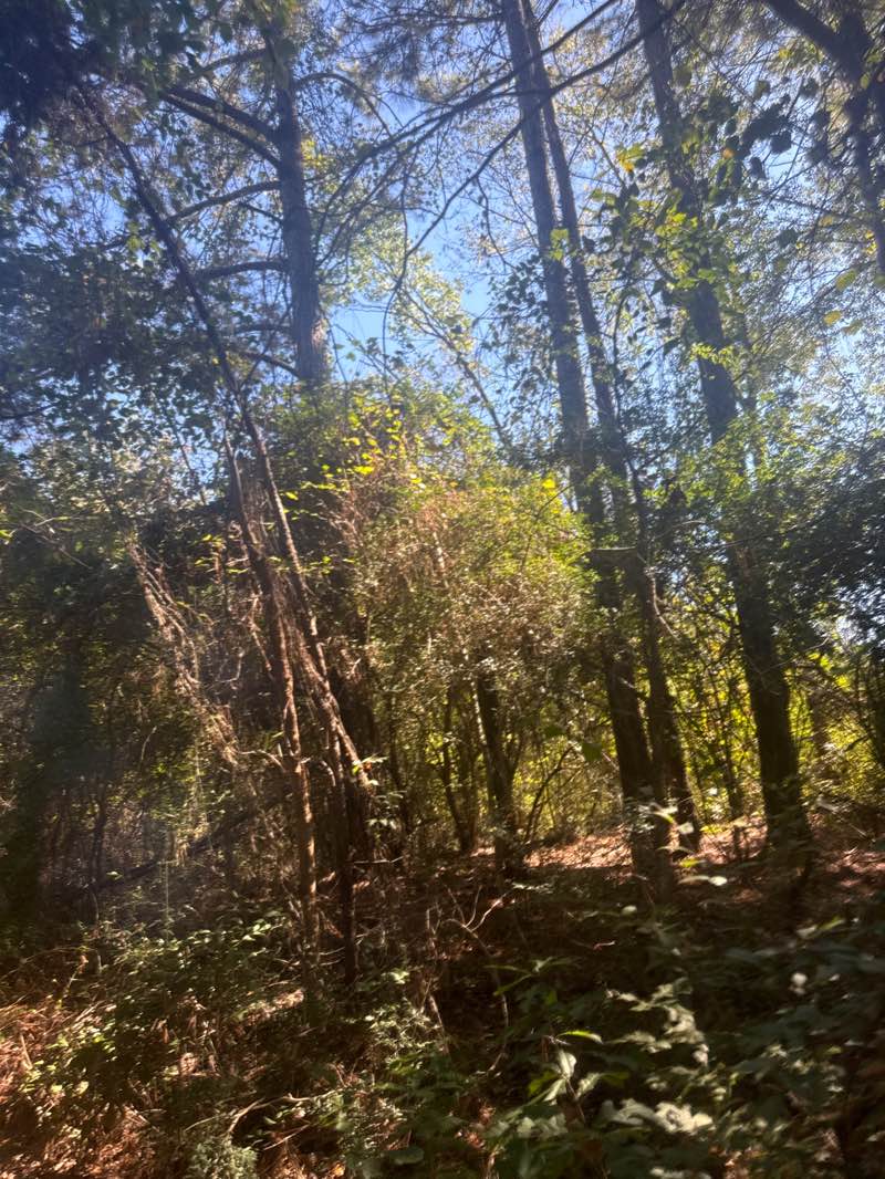 walking near me in Petal River Park in autumn