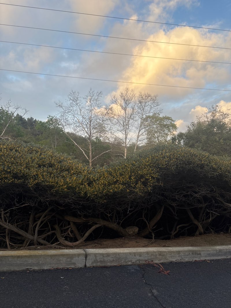walking near me in South Buena Vista Park in spring