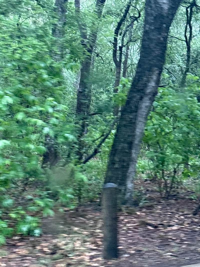 walking near me in Brackenridge Park in spring