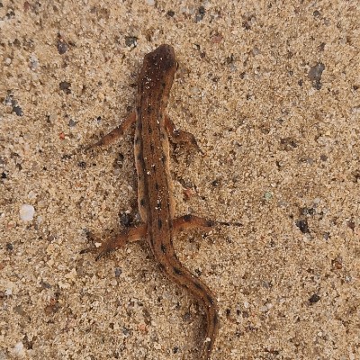 Foršākie mammuki (privāts)🍁 Liene Posse-Smelova post image