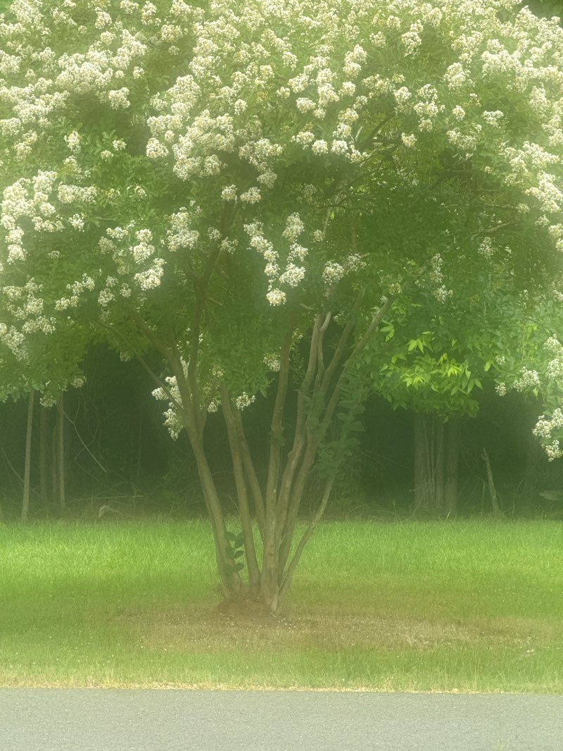 walking near me in Lions Club Park in spring