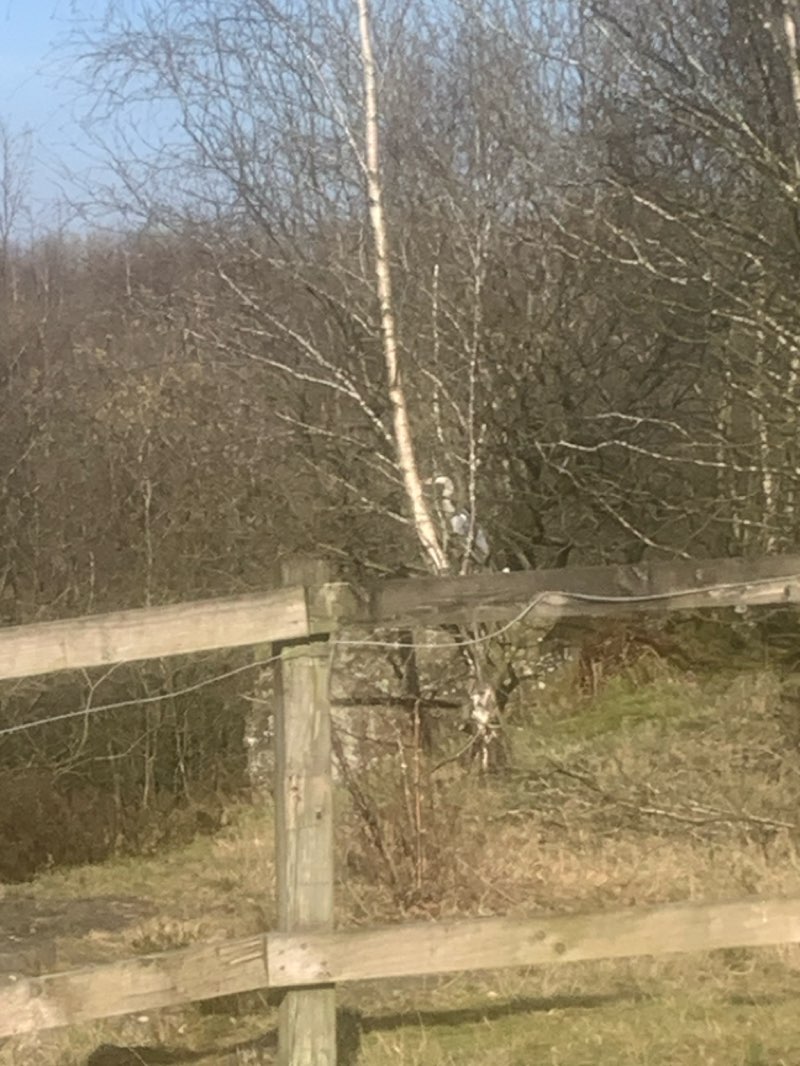 walking near me in Horton Bank Country Park in spring