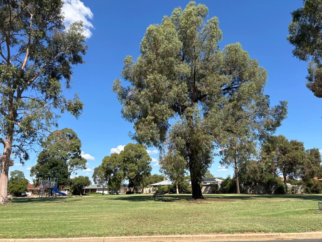 walking near me in Father O'Dea Park in autumn