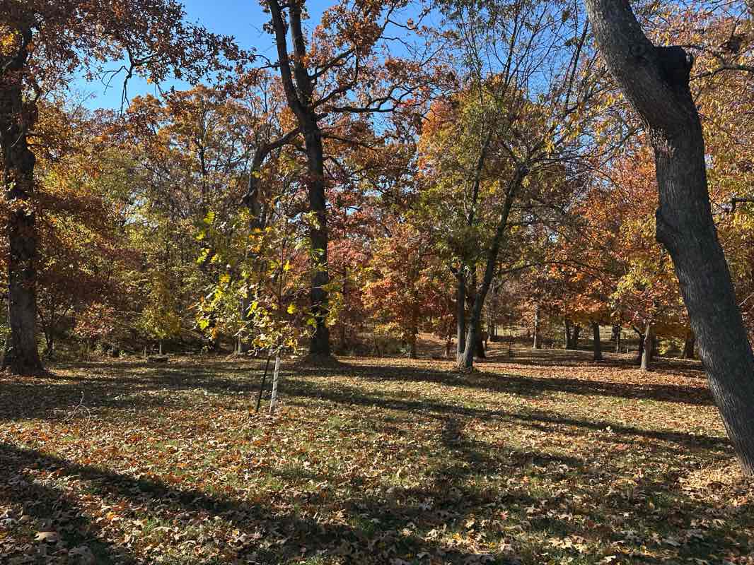 walking near me in Blackburn Park in autumn