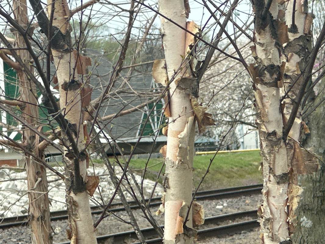 walking near me in Brentwood Park in spring