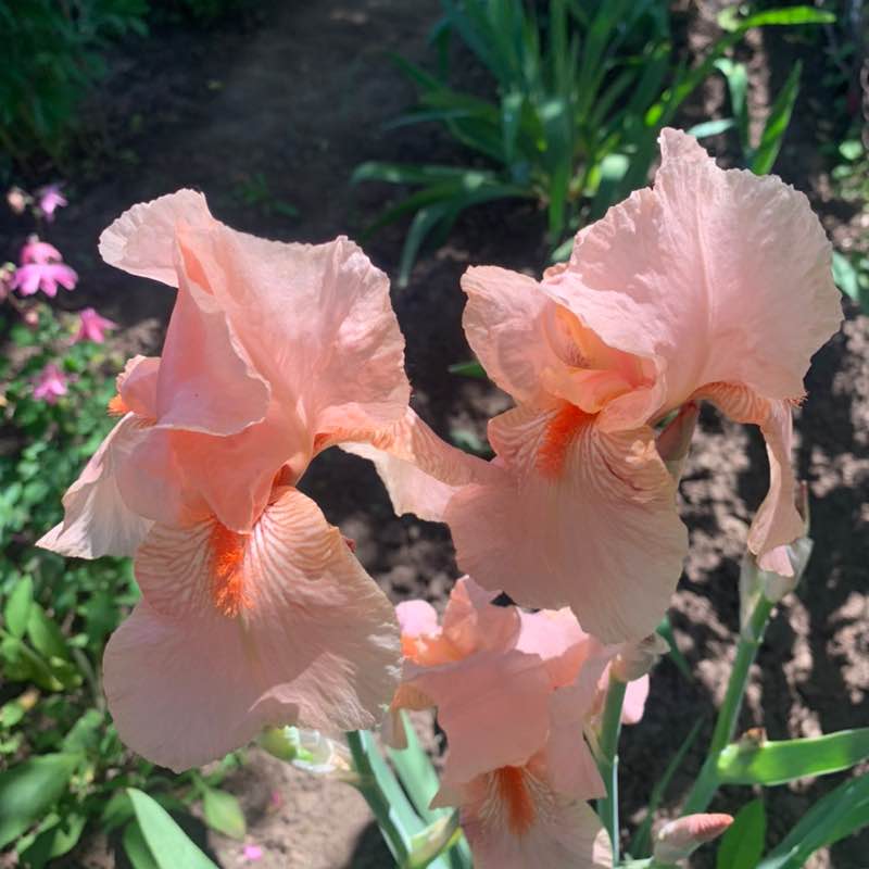 Ирина Винтер Камышин post 2