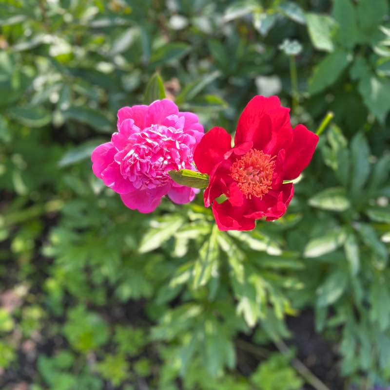 sakuras🌸🌸🌸🌸🌸 post 3