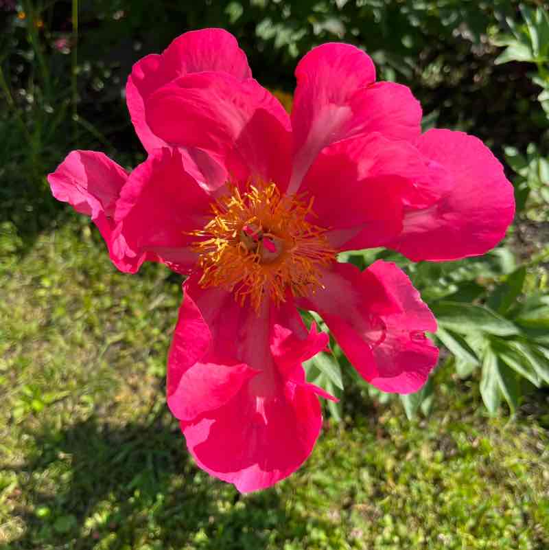 sakuras🌸🌸🌸🌸🌸 post 2