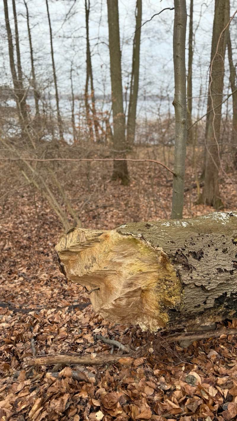walking near me in Park im. Emanuela Laskera in winter
