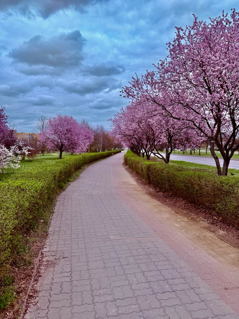 walking near me in Park Górczyński in spring